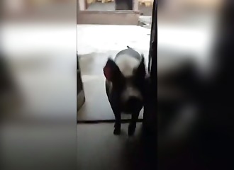 Rodéo surprise sur un cochon : la chute est épique