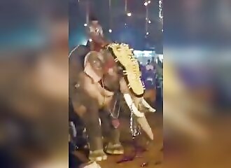 An elephant causes panic at a festival in India