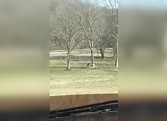 Comment ne surtout pas couper un arbre