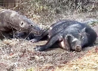 Le dragon de Komodo n'attend pas que sa proie soit morte 