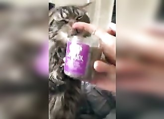 Un matou devient fou devant son herbe à chat