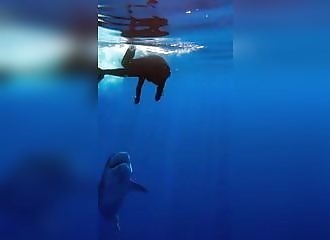 How to deal with a shark attack?