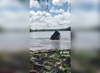 Woman attacked by capybara in Colombia