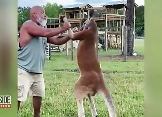 He enjoys fighting kangaroos, until he gets killed 