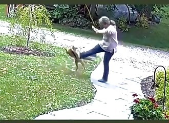 Un renard attaque sauvagement une femme de New York