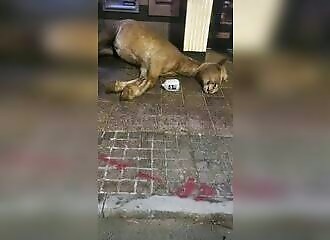 WTF? A dead horse is found in a crowded Atlanta street