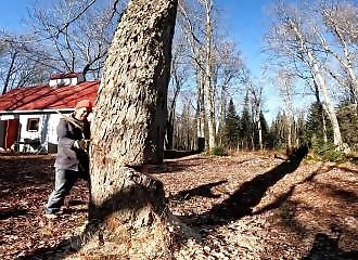 Cet arbre ne tombe pas à l'endroit prévu !