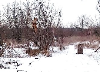 Un renard grimpe sur un arbre pour voler le saindoux des oiseaux