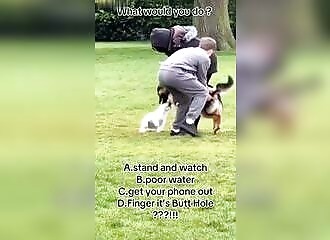 A white dog attacked by a German shepherd is saved by an unusual technique