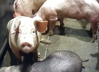 A British slaughterhouse with an anti-animal-violence label mistreats pigs before slaughter