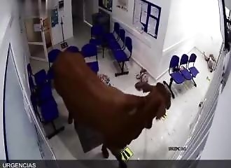 Un taureau attaque des patients dans la salle d’attente d’un hôpital