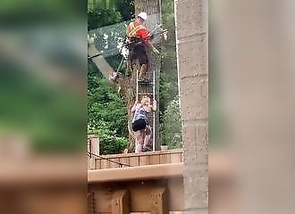 Ce professionnel nous montre comment couper un arbre