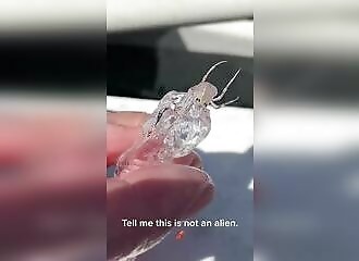 A fisherman finds a strange transparent creature!