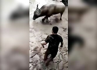  He wants to play with a buffalo and quickly regrets it (Warning - shocking) 