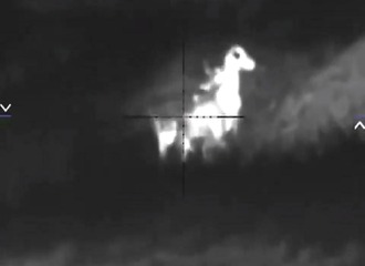 Un coyote s'attaque a son mouton en pleine nuit, il attend le bon angle pour tirer