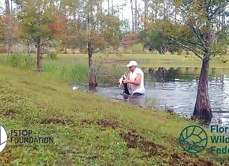 Un homme sauve un chiot sur le point de se faire dévorer par un alligator