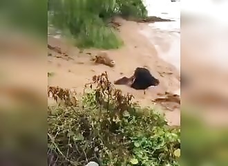 Un troupeau de bœufs se fait emporter par les eaux