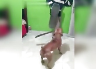 Qu'est ce qu'un chien brésilien ? Un chien armé d'une machette !