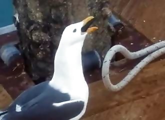 Un goéland rackette son pote qui vient de faire une belle prise