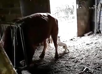 Un taureau se débarrasse d’un chien casse-couilles