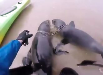 Sauver des otaries attachées entre elles par du filet de pêche (Namibie)