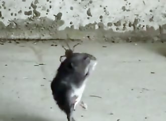 Un rat se fait piéger dans une grosse toile d’araignée