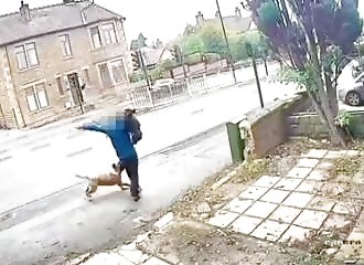 Un homme s'interpose alors qu'un bully XL attaque son petit chien