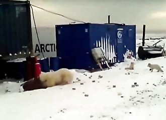 Affamé, un ours tue un renard polaire