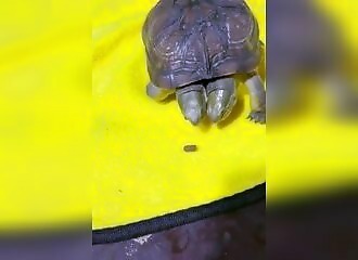 A two-headed turtle fights to eat a pellet