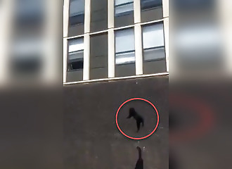 Ce chat saute du 5ème étage pour survivre à un incendie !