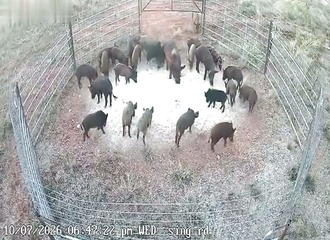 Il patiente cinq jours pour piéger tout un troupeau de sangliers, la panique explose à la fermeture du piège