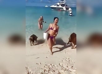 Elle n'aurait pas du donner à manger au cochon en bikini !