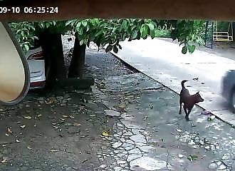 Dog thieves are so efficient in China!