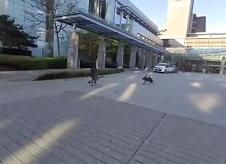 Pour échapper à un accouplement brutal, une cane simule la mort