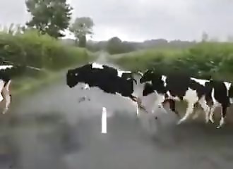 Angleterre : des vaches effrayées par la ligne blanche d’une route