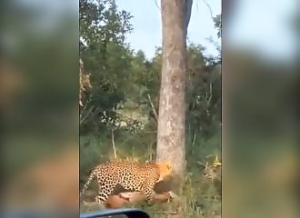 Un léopard se réfugie sur un arbre avec sa belle prise
