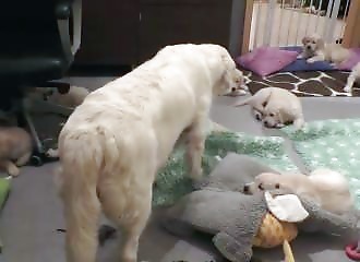 Vu leur âge avancé, une chienne ne veut pas que ses chiots tètent (Autriche)