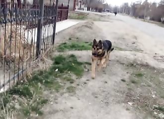 « Il est plus humain que les gens » - quand un homme en fauteuil roulant décrit son chien (Kazakhstan)