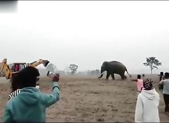  An elephant attacks an excavator in the middle of the street in Malbazar 