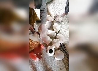 Jugés provoquants,les mannequins se font décapiter en Afghanistan