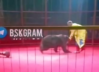 Scary: a circus bear on a hoverboard attacks his trainer in Russia in front of an audience