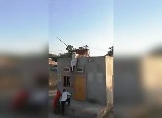 Coincée sur le toit d’une maison, une vache finit par sauter dans le vide (Inde)