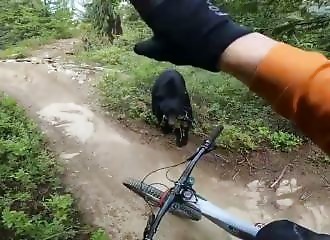 Mountain biker encounters a bear at two meters in a Canadian bike park