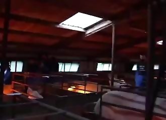 Un agriculteur dégage à sa façon des végans qui ont envahi sa ferme