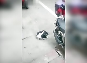 Un homme qui transporte un téléviseur et marche sur un chien (FAIL)