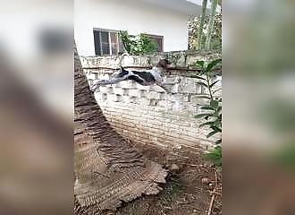 Très curieux, ce chien tient vraiment à voir ce qui se passe chez les voisins