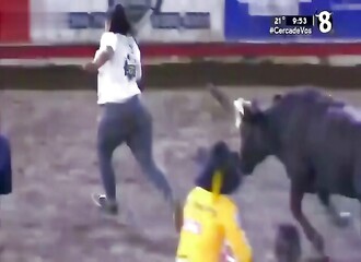 Elle se fait arracher son string par un taureau !