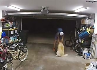 Un golden retriever charme un cambrioleur avant un vol de vélo à San Diego