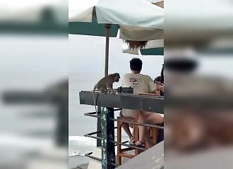 Bali's monkeys, smarter than pickpockets