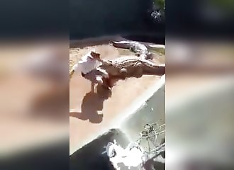 Il joue avec des crocodiles, mais eux n'ont pas envie de s'amuser